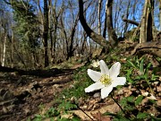81 Anemone nemorosa (Anemoides nemorosa) sul bel sentiero 507 